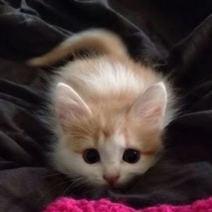 Meet your Posher, Briar